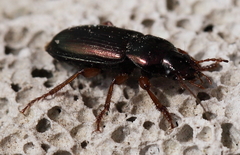 Harpalus affinis