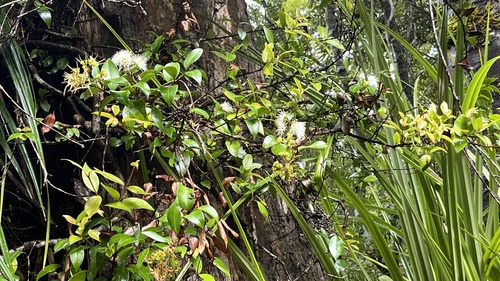 Image of White Flowering Rātā (Metrosideros albiflora) by (c) Tim Park, some rights reserved (CC BY)