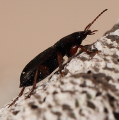 Harpalus affinis