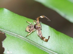 Strigoplus guizhouensis