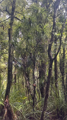 Image of Dracophyllum latifolium by (c) Tim Park, some rights reserved (CC BY)