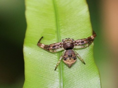 Strigoplus guizhouensis