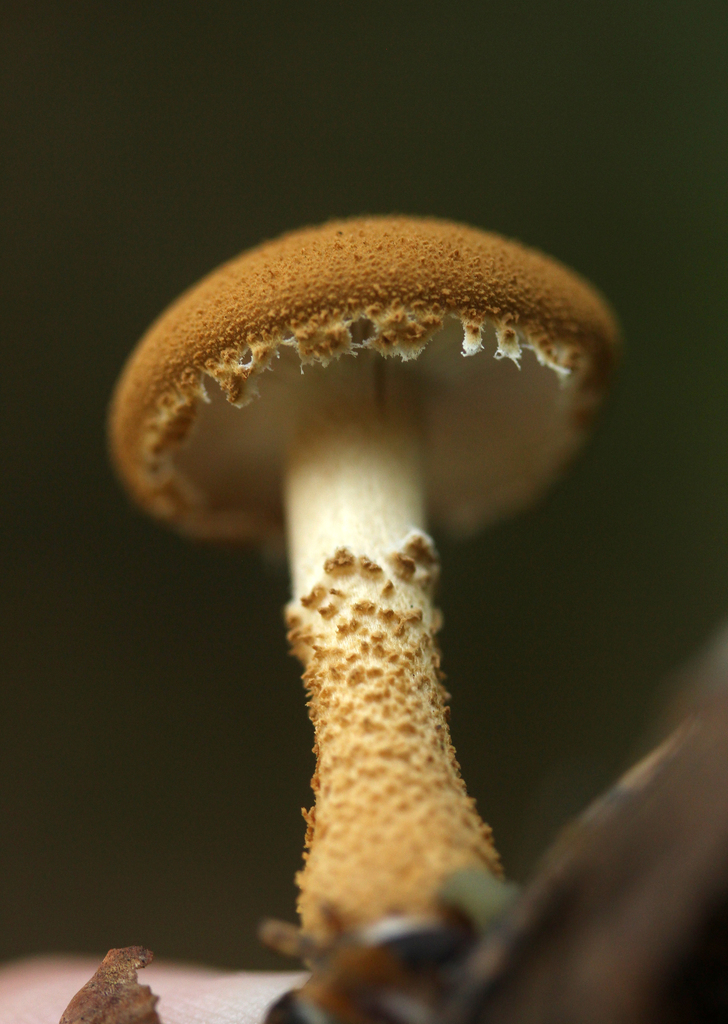 pine powdercap