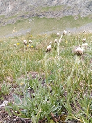 Antennaria carpatica