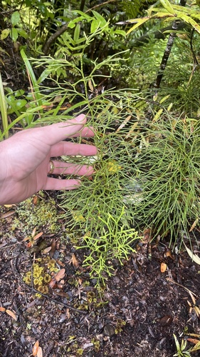 Pseudolycopodium densum observed 2024-10-30