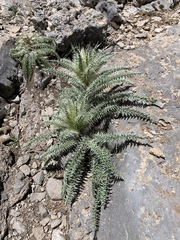 Cirsium eatonii clokeyi