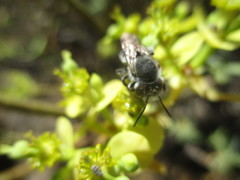 Megachile canariensis