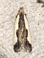 Dichomeris inserrata