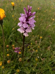Dactylorhiza maculata