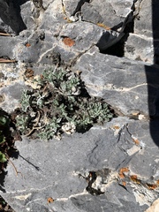 Artemisia constricta