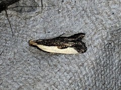 Dichomeris inserrata