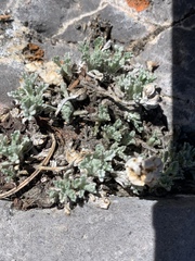 Artemisia constricta