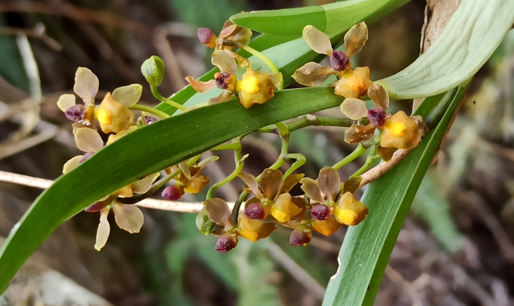 Cyrtochilum diodon