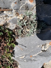 Artemisia constricta