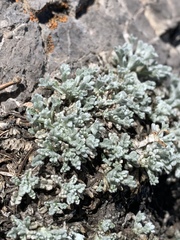 Artemisia constricta