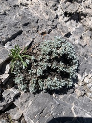 Artemisia constricta