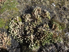 Phlegmariurus