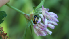 Cryptocephalus vittatus