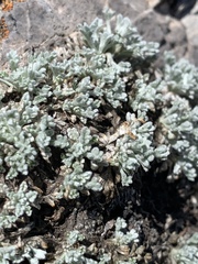 Artemisia constricta