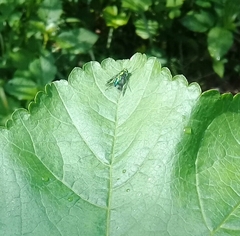 Condylostylus occidentalis