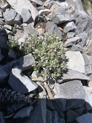 Draba jaegeri