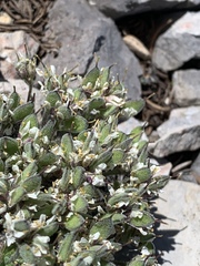 Draba jaegeri