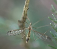 Tipula helvola