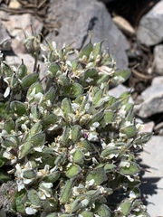Draba jaegeri