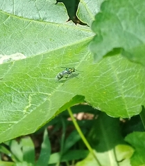 Condylostylus occidentalis