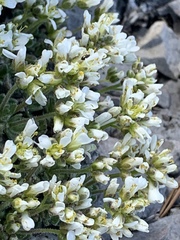 Draba jaegeri