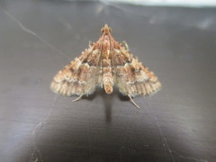 Endotricha rogenhoferi