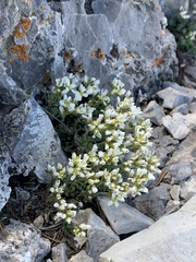 Draba jaegeri