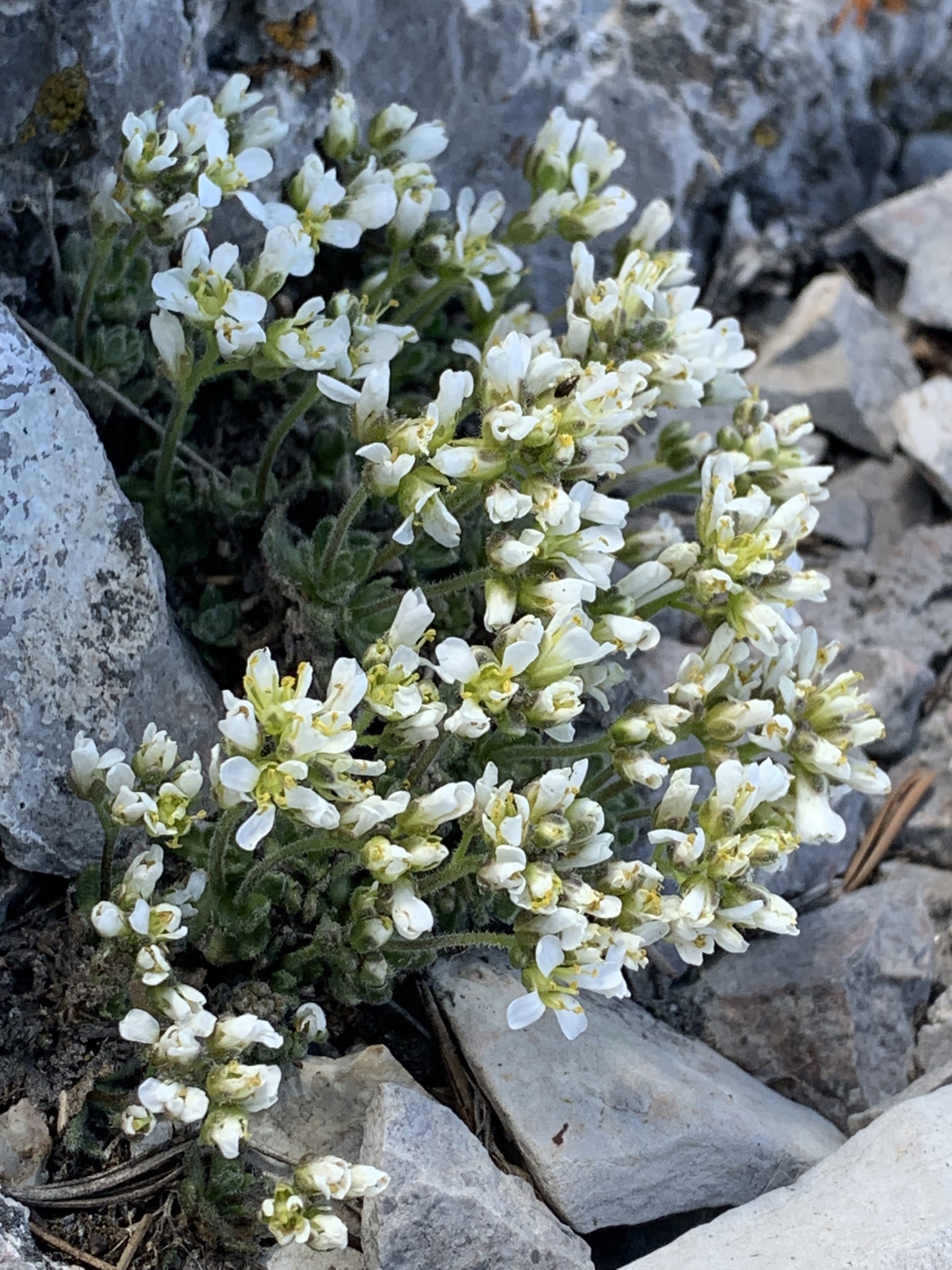Draba jaegeri