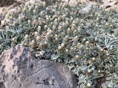 Antennaria soliceps