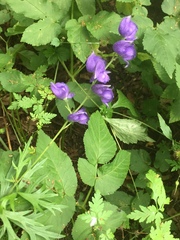 Aconitum napellus