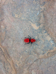 Dasymutilla erythrina