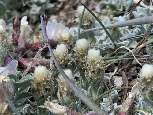 Charleston Mountain pussytoes (Antennaria soliceps)