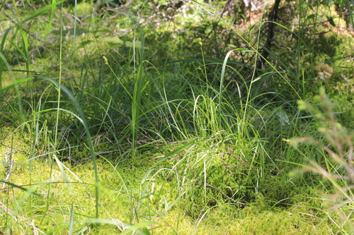 Image of Wiegand's sedge by (c) Quinten Wiegersma, some rights reserved (CC BY)