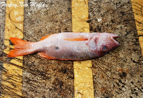 Foto de Pargo de una mancha (Lutjanus monostigma)