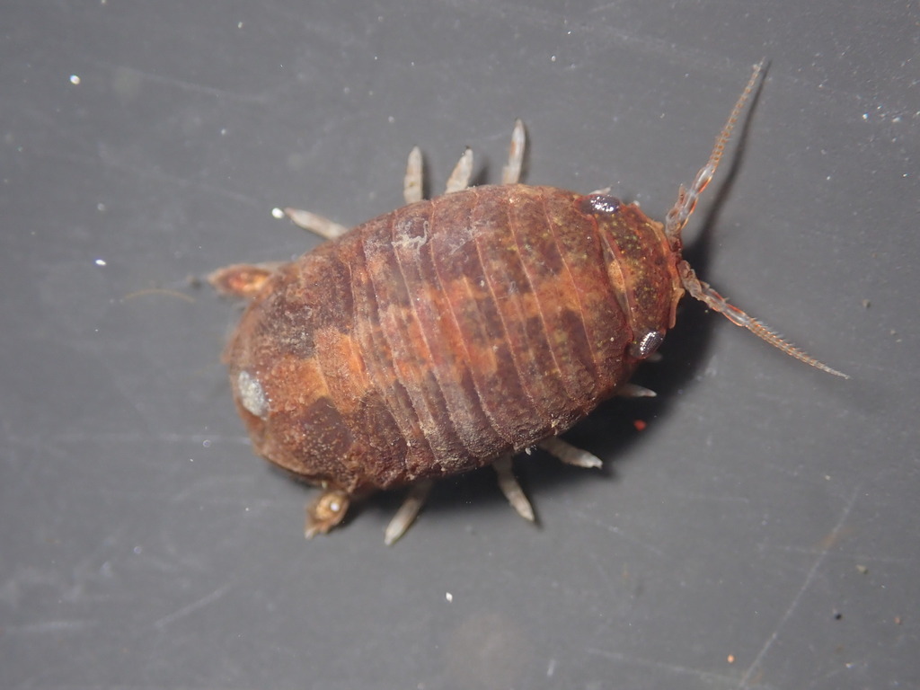 New Zealand Burrowing Isopod from Oakland, CA, USA on November 08, 2024 ...