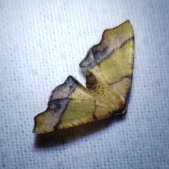 Plagodis phlogosaria