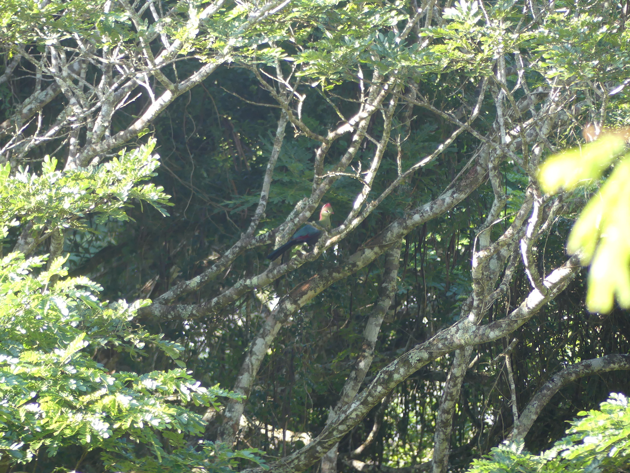 Fischer's Turaco (Tauraco fischeri), photo 5