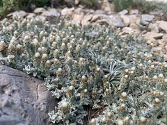 Antennaria soliceps