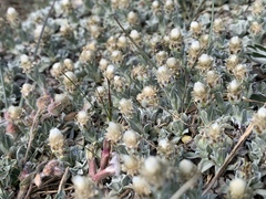 Antennaria soliceps