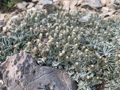 Antennaria soliceps