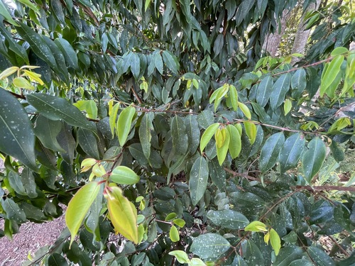 Pilidiostigma tropicum observed 2024-11-10