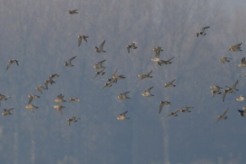 European Golden-Plover, 1771 Wieringerwerf, Netherlands, photo 10 of 10