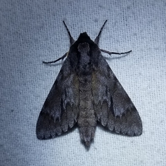 Lapara bombycoides