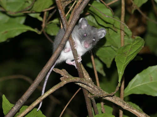 Hinde's Pouched Rat