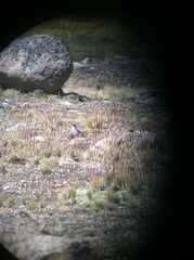 Phegornis mitchellii